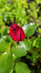 Red rose in garden. Delicate red rose bud on long green stem closeup with green blur background. Beginning of blooming season of rose bushes growing in floral garden. Fragility of nature.