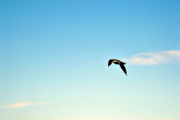 Fototapeta na wymiar flying bird against blue sky