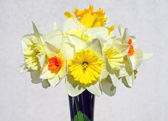 Bouquet of colorful yellow, orange and white daffodil flowers in a vase