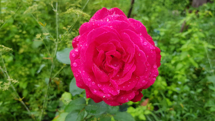 Pink rose in the garden. Wet red rose flower with rain drops on petals closeup on green blurry background with copy space. Lush petals of scarlet color rose blossom after rain. Symbol of love.