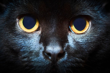 Close-up of black cat looking at the camera on black background, yellow eyes. Selective focus