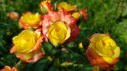 Fresh blooming bush of luxuriant yellow roses with orange color petals closeup on green blurred background. Gardening of rose variety. Flower symbol of love and romance.