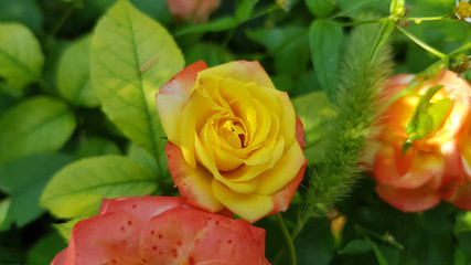 Yellow rose in garden. Soft focus to luxuriant yellow rose with orange color petals closeup among green herbs and fresh leaves at blurred background. Blooming floral garden.