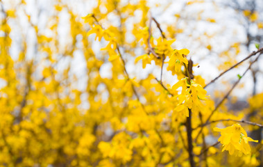 Border forsythia is an ornamental deciduous shrub of garden origin. Closeup of Forsythia blossom in a public garden.