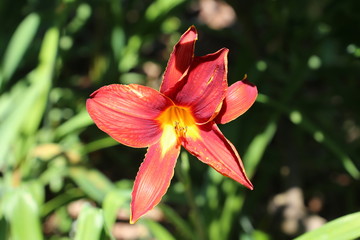 Beautiful photo of the lily flower on a sunny spring day. Lilium