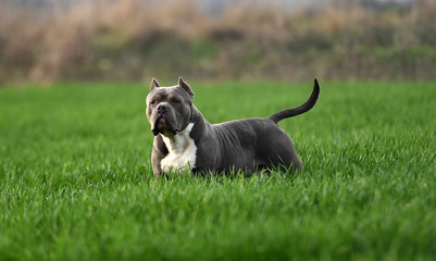 american bull dog