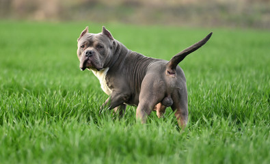 american bully dog in the green field
