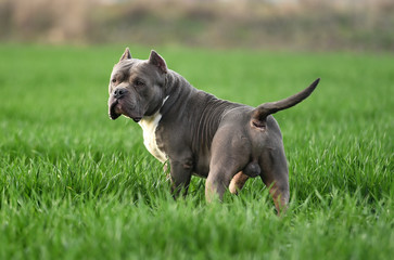 a bully dog in the green field