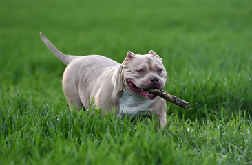 american bully dog in the green field