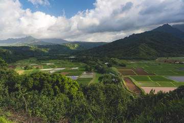 panorama of view mountains and fields in Kauai, Hawaii with lush green landscape