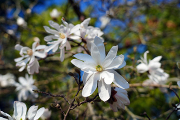 White flower of a star magnolia (magnolia stellata) tree in spring