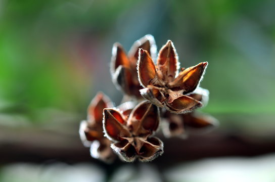 Vertrocknete &Uuml;brigbleibsel einer Steinrose