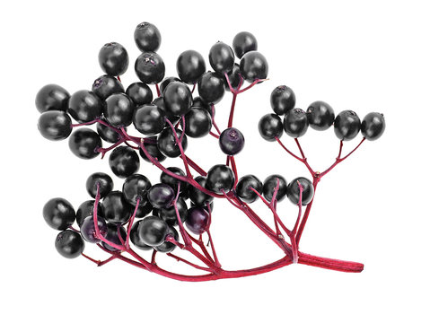 European black elderberry fruit - fresh berries with branch on a white background. Top view.