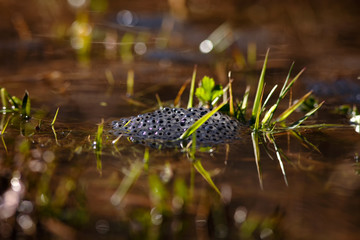 common frog