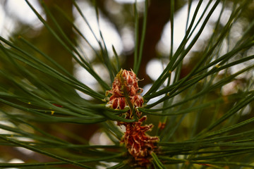 Pine Tree Branch with Cone