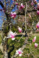Pink flowers of a magnolia tree in spring