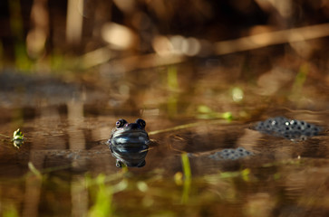 common frog