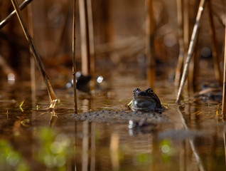 common frog