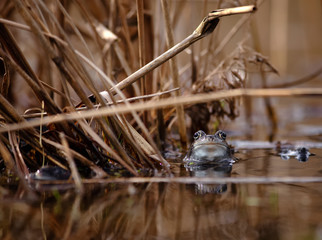 common frog