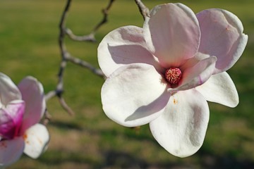 Obraz premium Pink flowers of a magnolia tree in spring