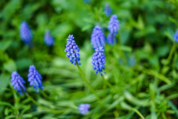 Closeup of Muscari flower /Muscari armeniacum /Grape Hyacinths - Blue spring flowers in London park. Slightly enhanced colors -Image