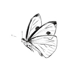Hand drawn illustration, flying butterfly on white background. Pencil, grafic, fly, insect, monochrome.