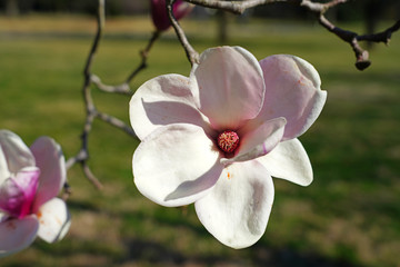 Pink flowers of a magnolia tree in spring