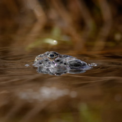 common frog