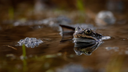 common frog