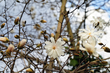 White flower of a star magnolia (magnolia stellata) tree in spring