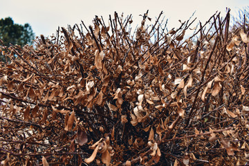 Dry Bush in the Fall