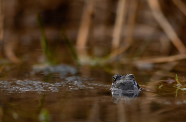 common frog