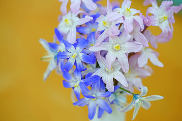 Fototapeta na wymiar Bouquet of pink, purple and white chionodoxa and scilla flowers in a vase