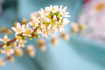 White flowers of Bush Cherry (Prunus Japonica)