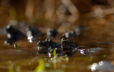 common frog