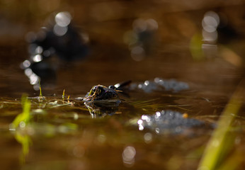 common frog