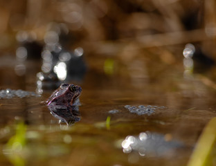 common frog