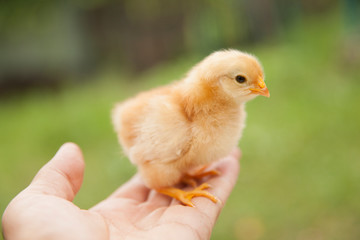 1 day old yellow chick on the hand. little chick