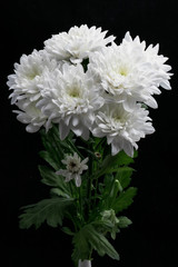 A bouquet of beautiful white chrysanthemums with bright green on a black background in the bright light of the Studio light. 