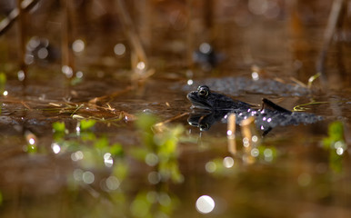 common frog