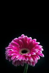 Bright pink chrysanthemum flower close-up on a black background. Beautiful photos of plants and flowers.