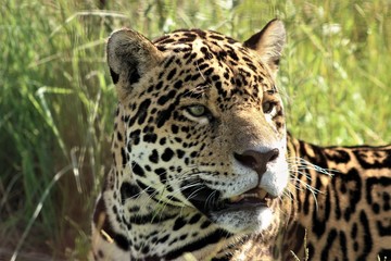 Fototapeta na wymiar 3- Beautiful male jaguar (Panthera onca) resting on the grass