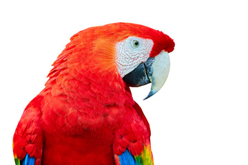Big beautiful red parrot scarlet macaw (Ara macao). Portrait of a parrot on a white background.