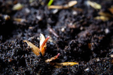 young, green sprouts of lawn grass from seeds on the ground