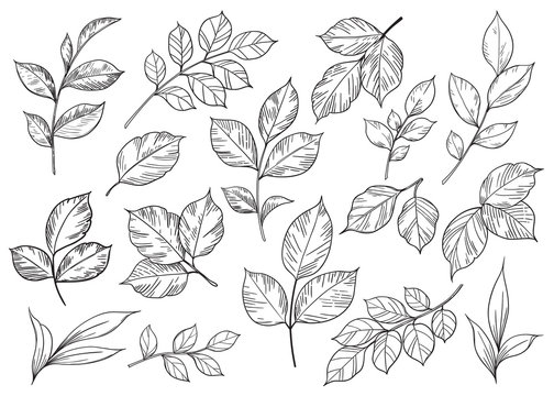 Hand drawn set of different leaves
