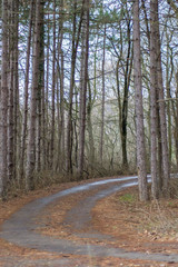 Obraz premium Beautiful season in the forest, mountain path, road with trees, autumn leaves