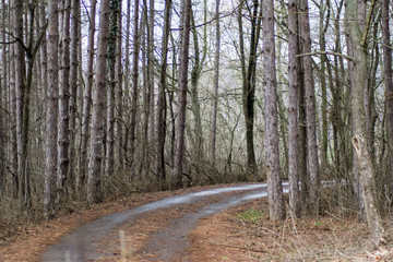 Beautiful season in the forest, mountain path, road with trees, autumn leaves