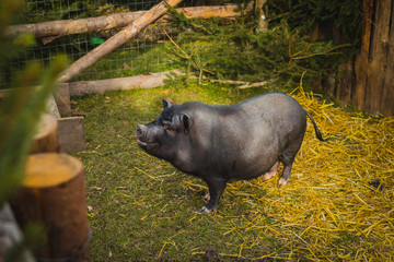Side view of a bveautiful black pig in a stable