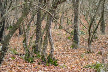 Fototapeta premium Beautiful season in the mountains, mountrails, autumn leaves in the forest, trees