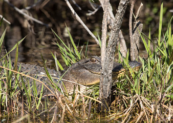 American alligator (alligator mississippiensis) resting in the Okefenokee swamp of Georgia, USA.